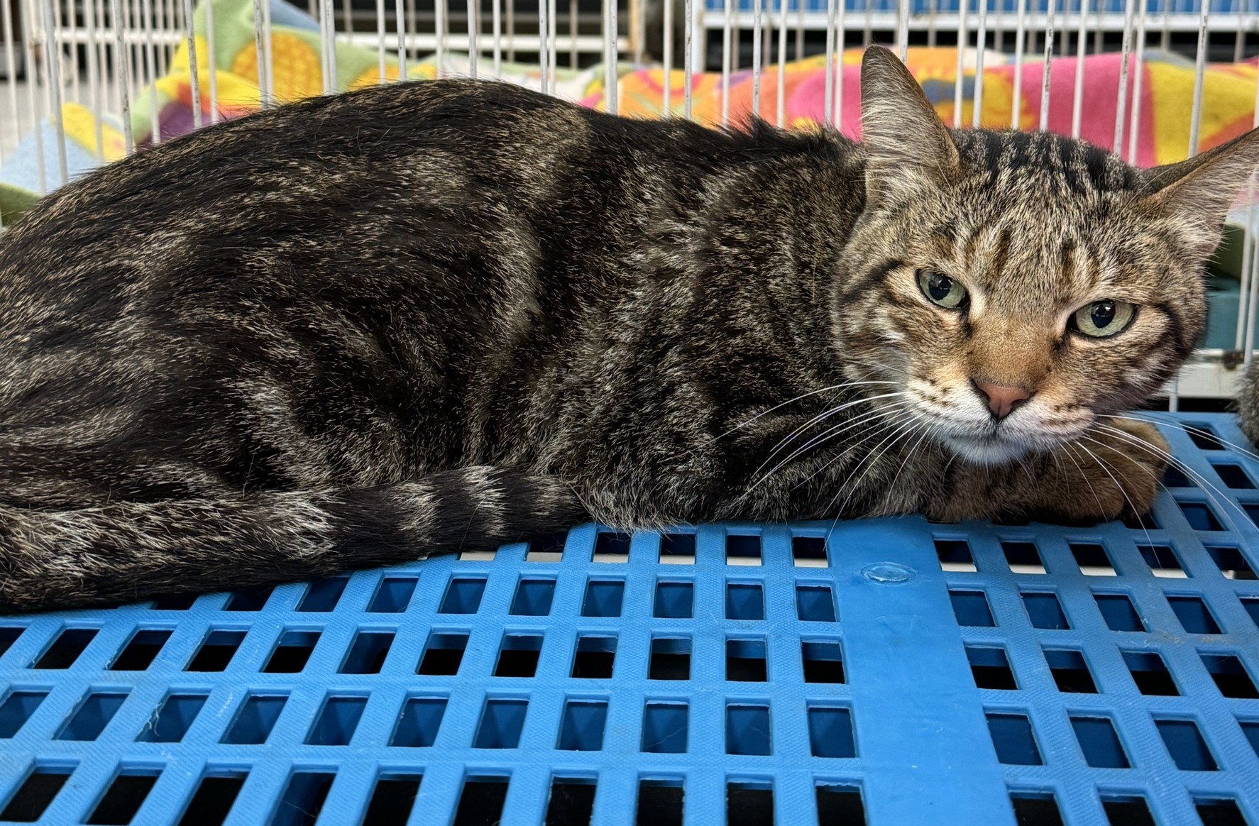 Photo of No. EAAAG1140412004, Adult · Female · Large · Mixed breed
