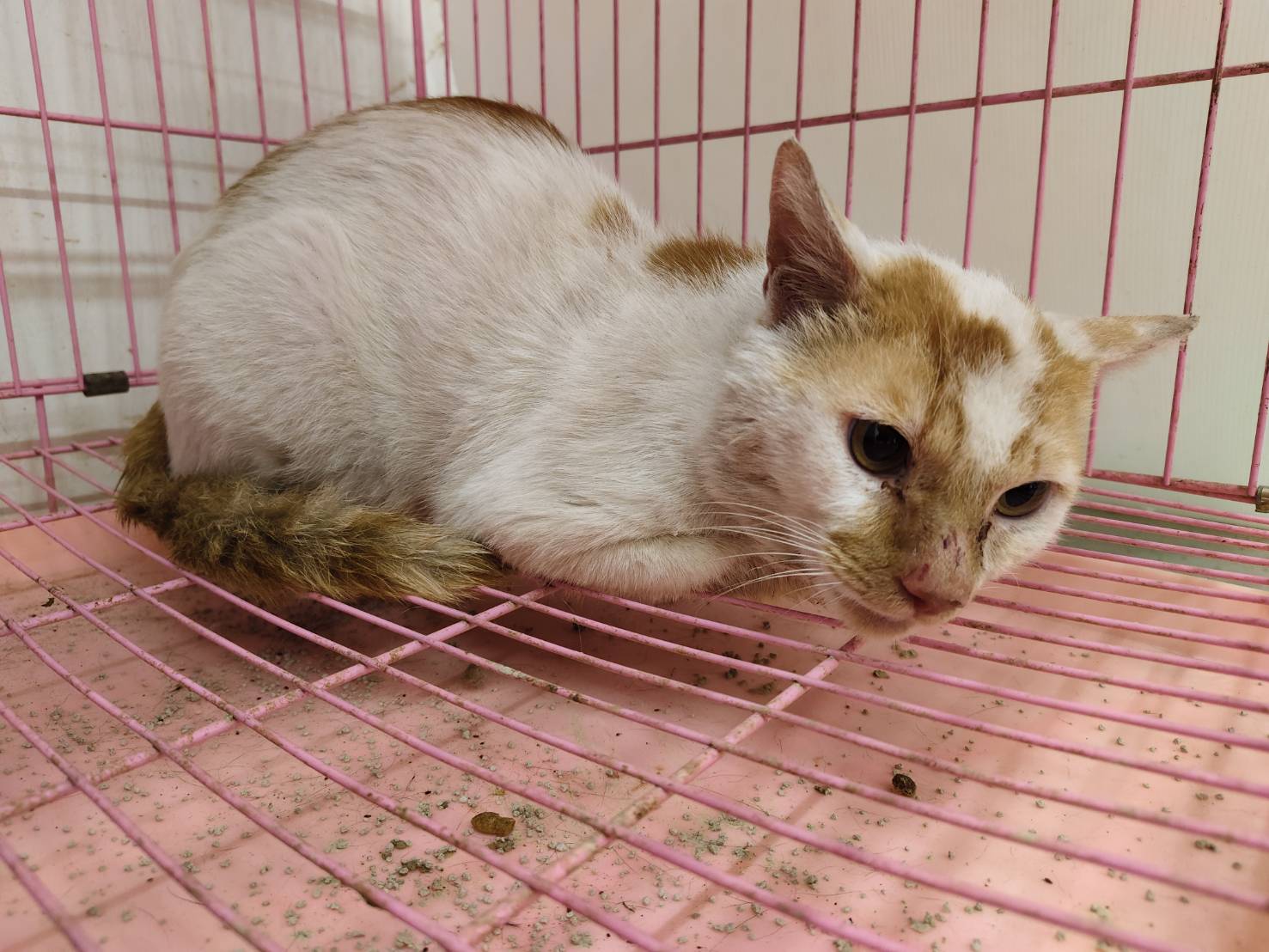 Photo of No. VAAAG114041302, Adult · Male · Medium · Mixed breed