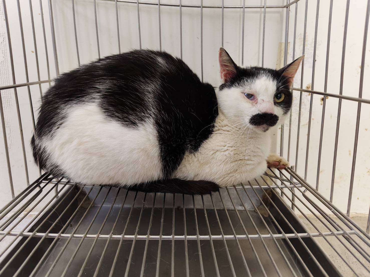 Photo of No. VAAAG114041410, Adult · Male · Medium · Mixed breed