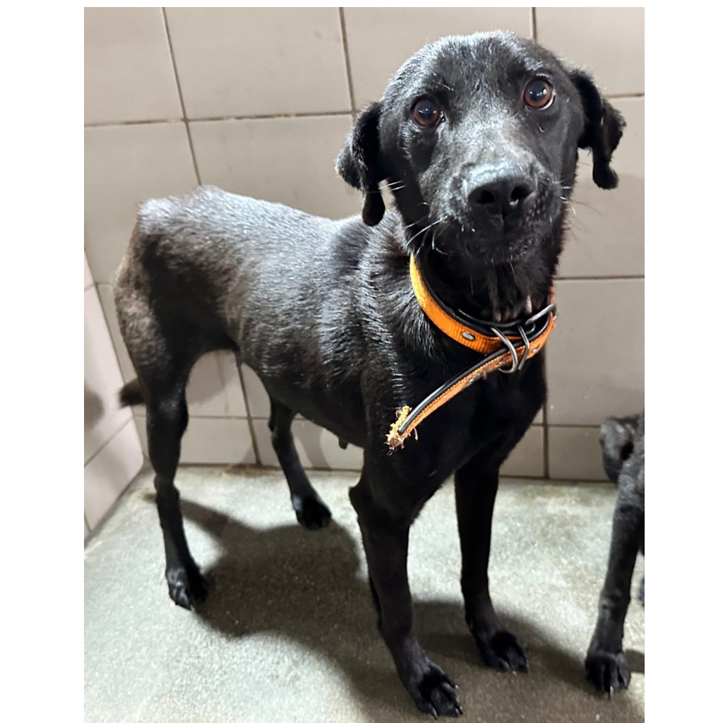 Photo of No. OAAAG1140415006, Adult · Female · Medium · Mixed breed