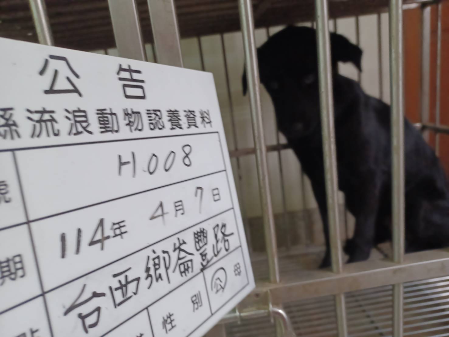 Photo of No. 114-H008D, Adult · Male · Large · Mixed breed