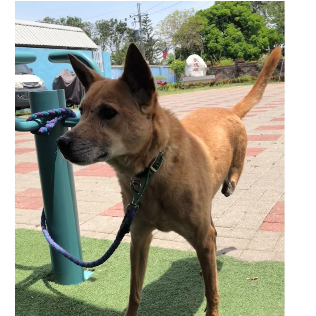Tan adult female mixed-breed dog, Medium, shelter no. …9-12