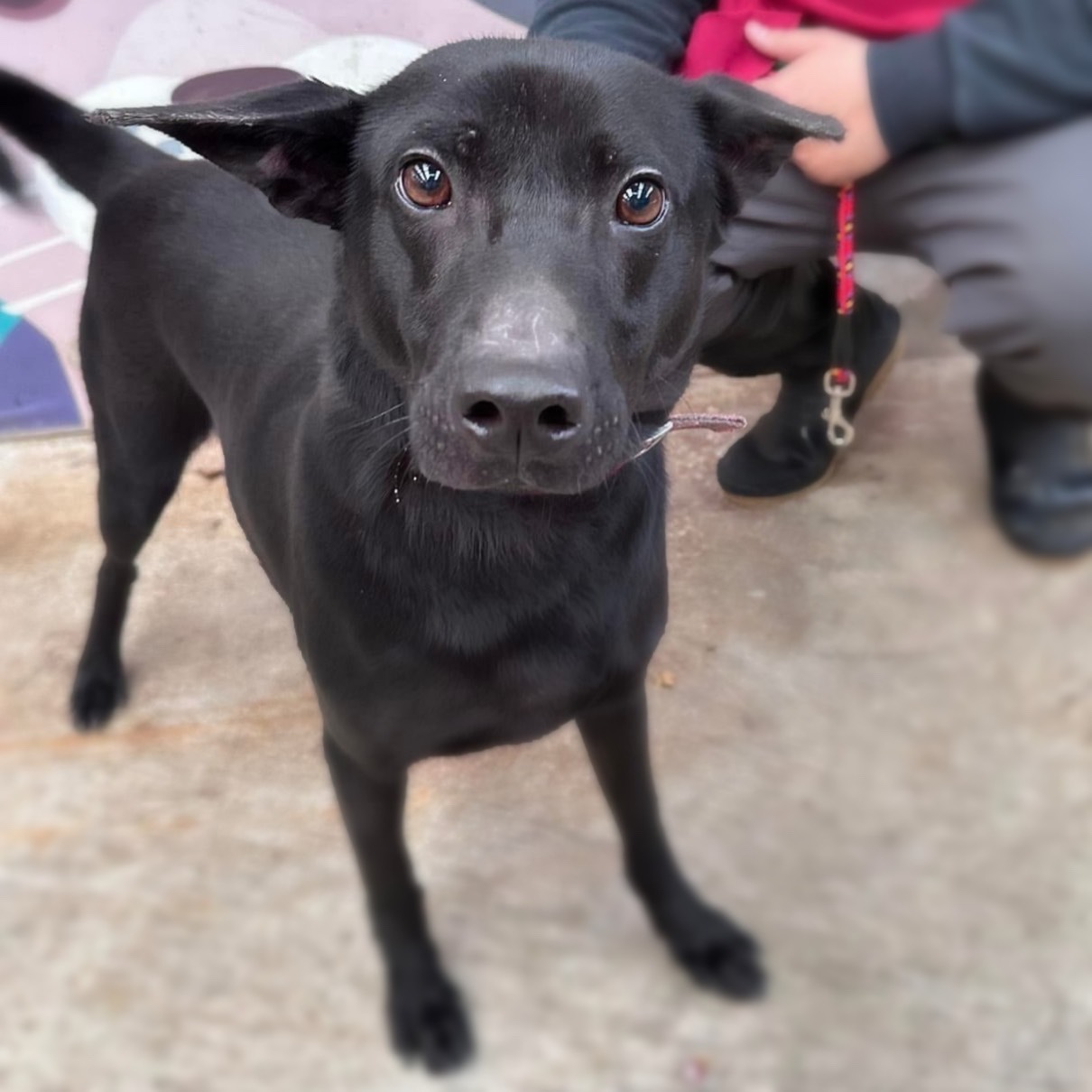 Photo of No. AAACG1140419002, Adult · Male · Medium · Mixed breed