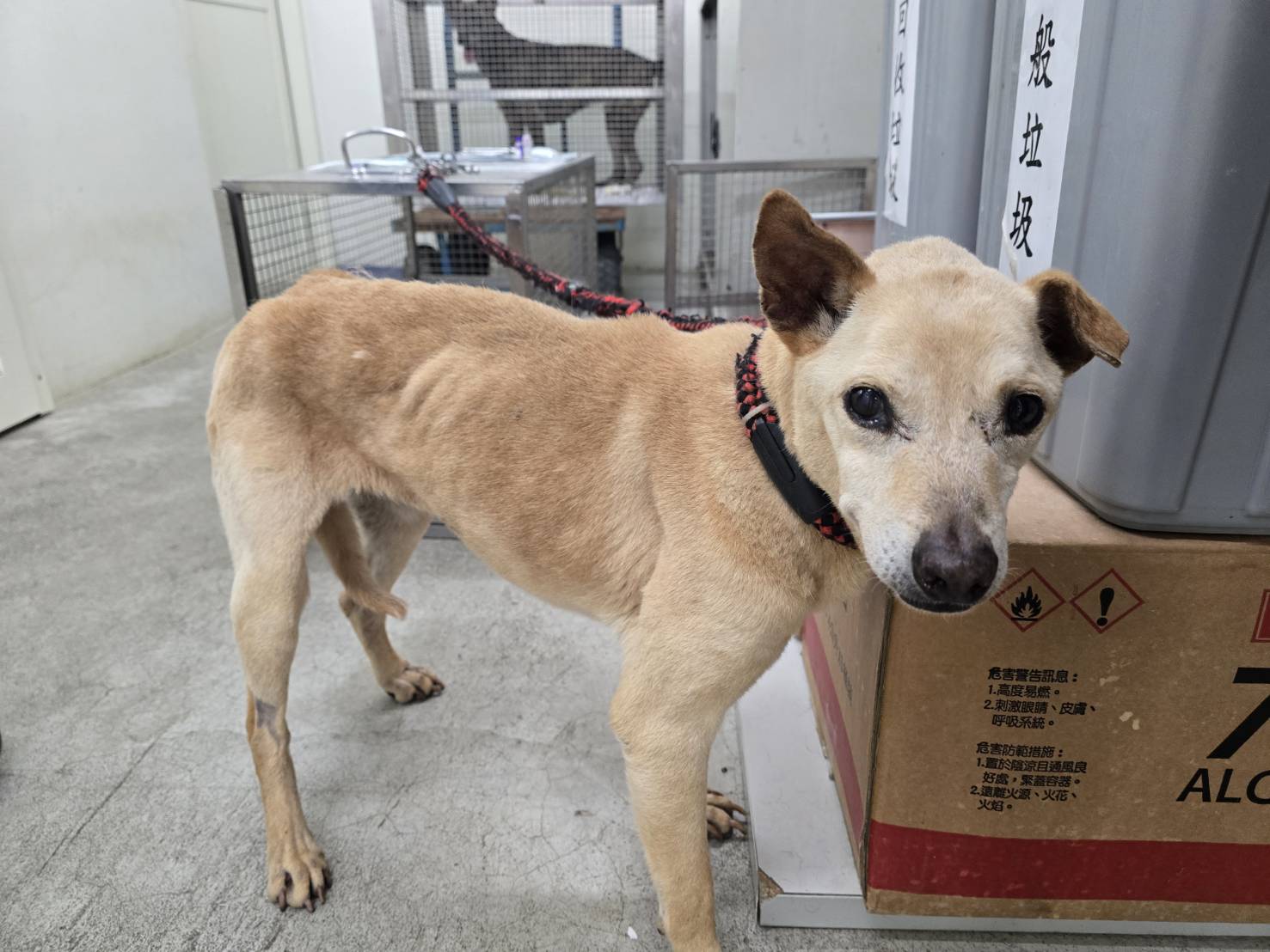 Photo of No. VAAAG114041903, Adult · Female · Medium · Mixed breed
