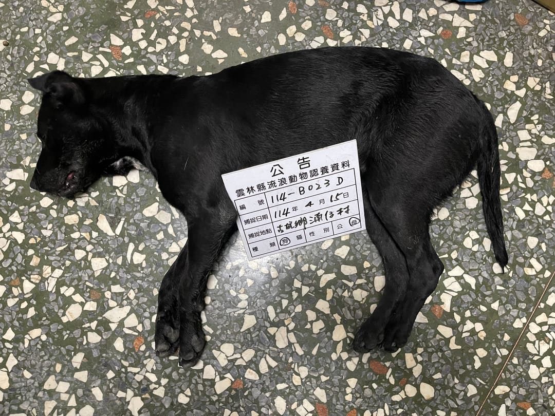 Photo of No. 114-B023D, Adult · Female · Large · Mixed breed
