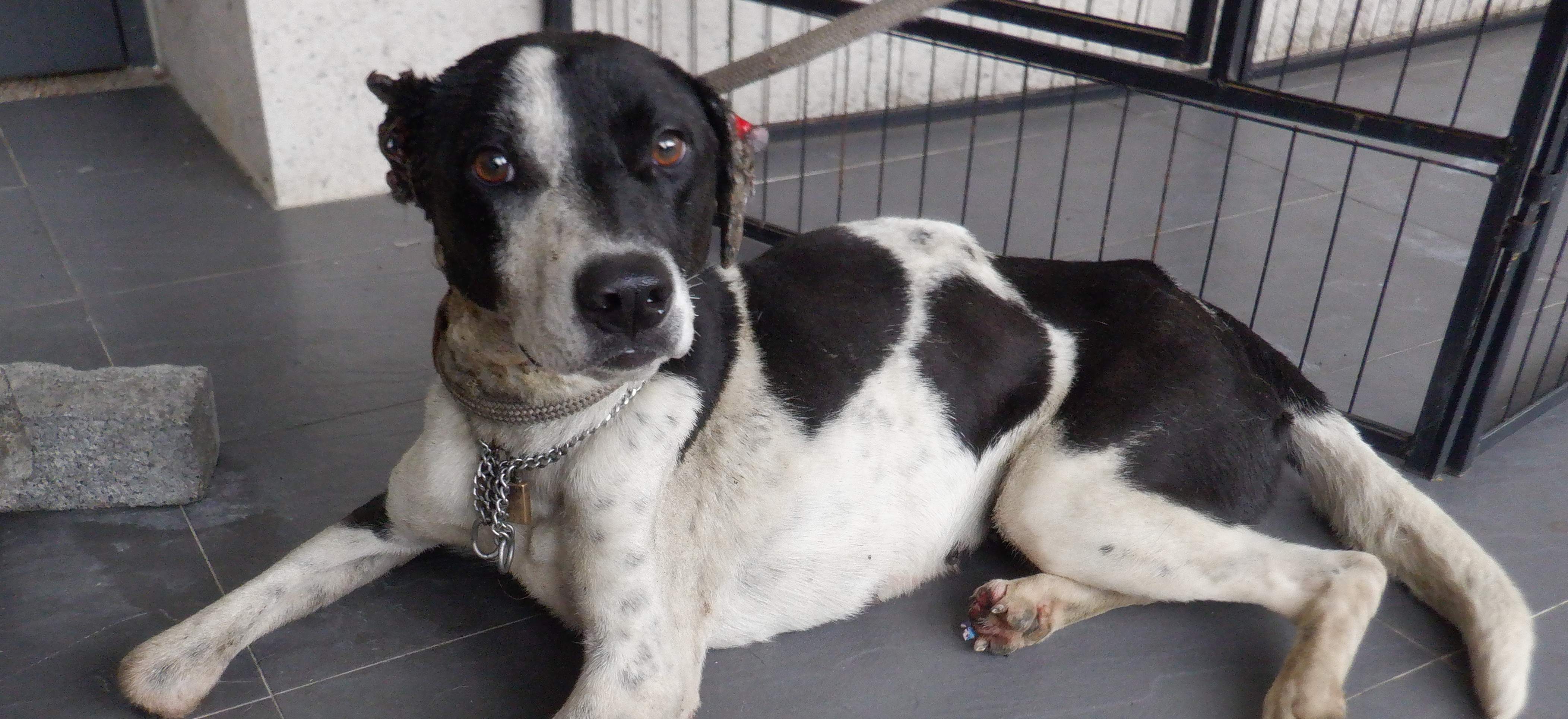 Black-and-white adult female mixed-breed dog, Medium, shelter no. …0539