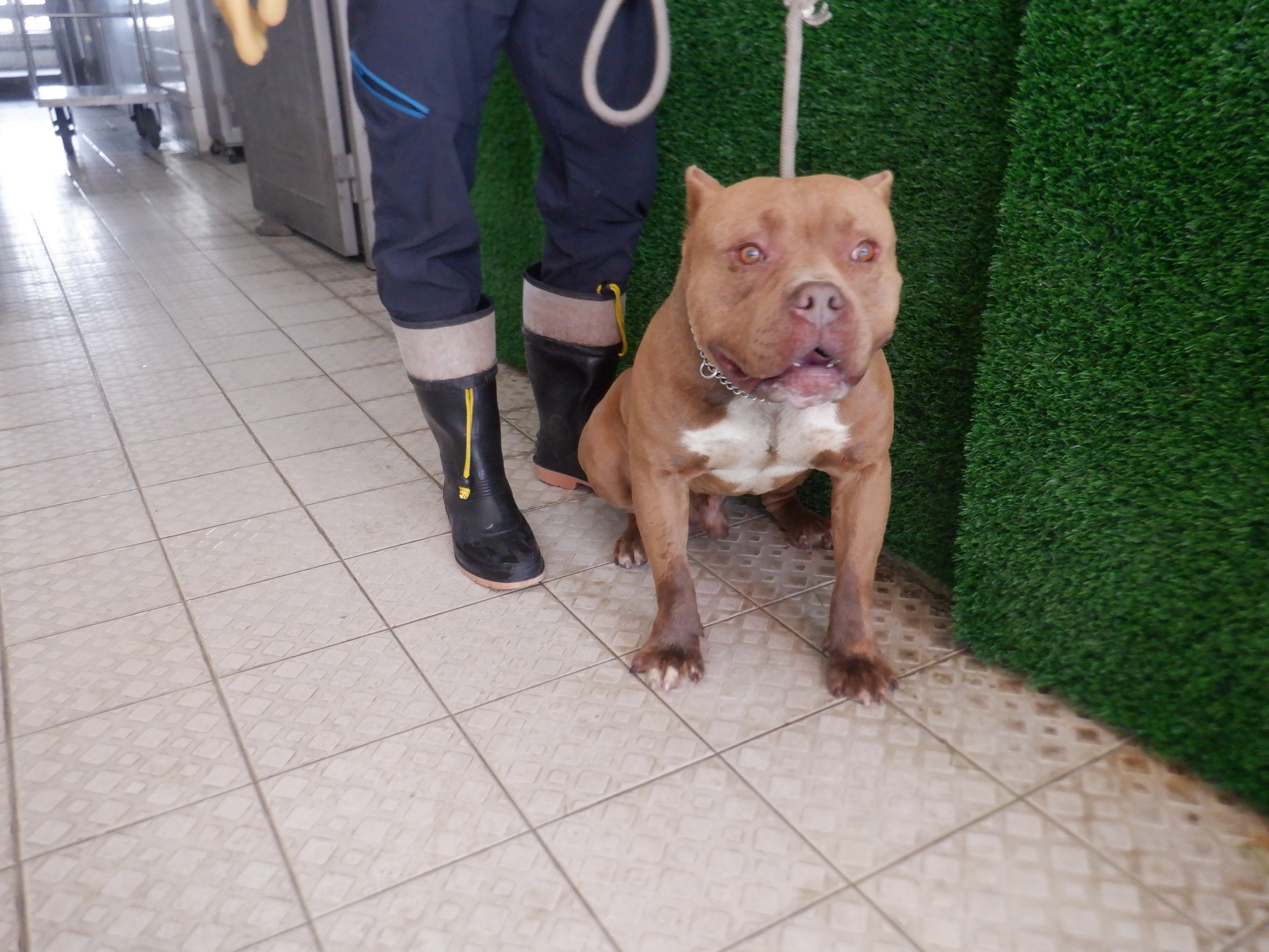 Photo of No. HAAAG1140421811, Adult · Male · Medium · American Pit Bull Terrier