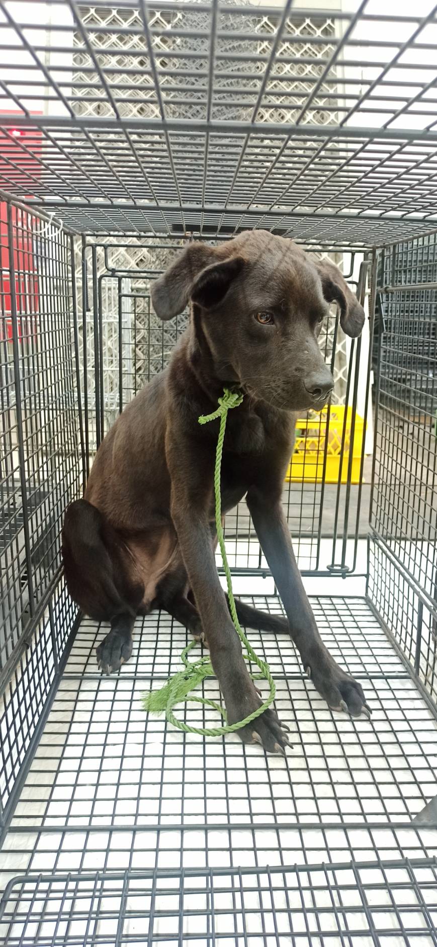 Photo of No. 1140421D02, Young · Female · Medium · Mixed breed