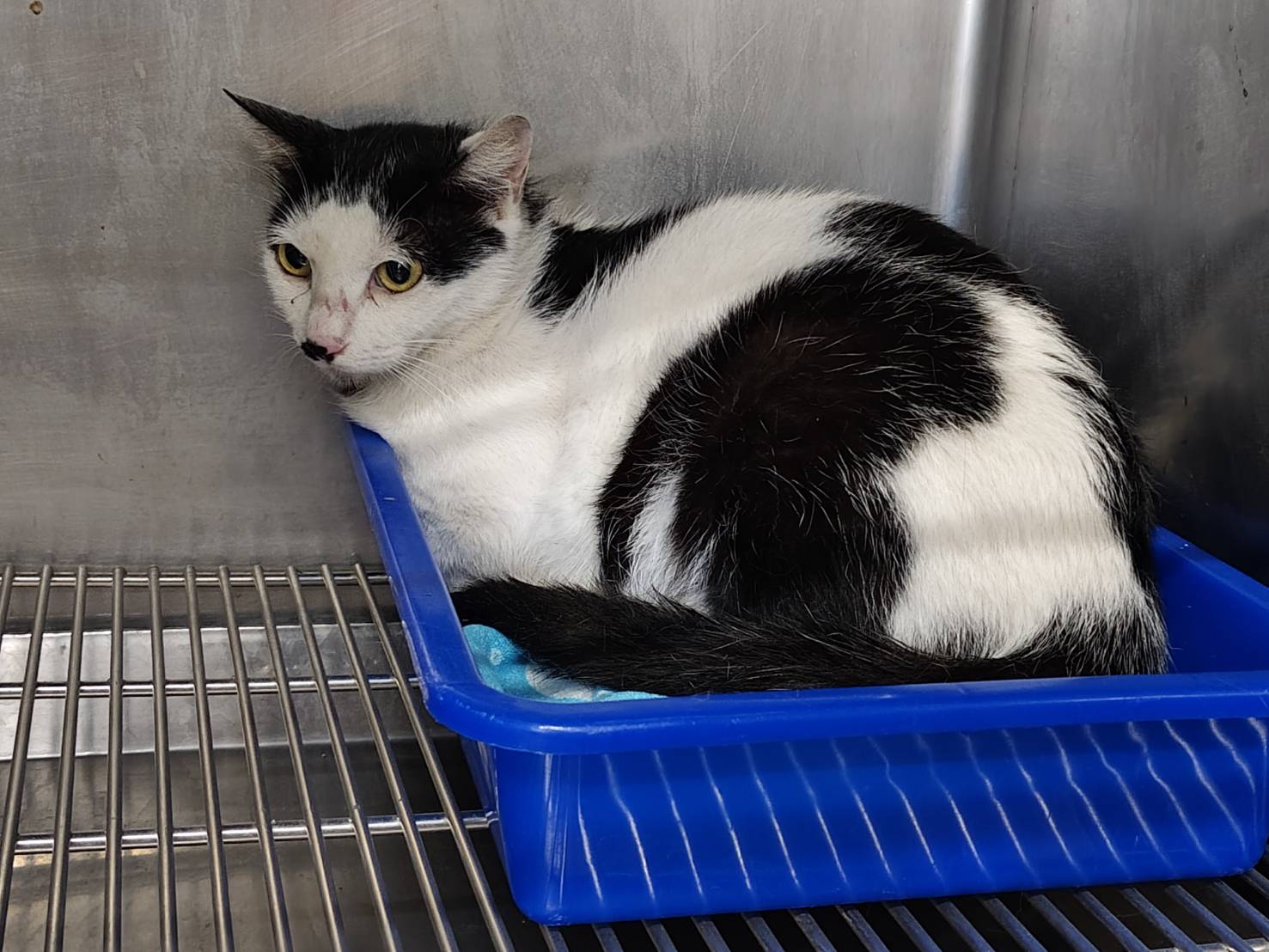 Photo of No. VAAAG114042207, Adult · Female · Medium · Mixed breed