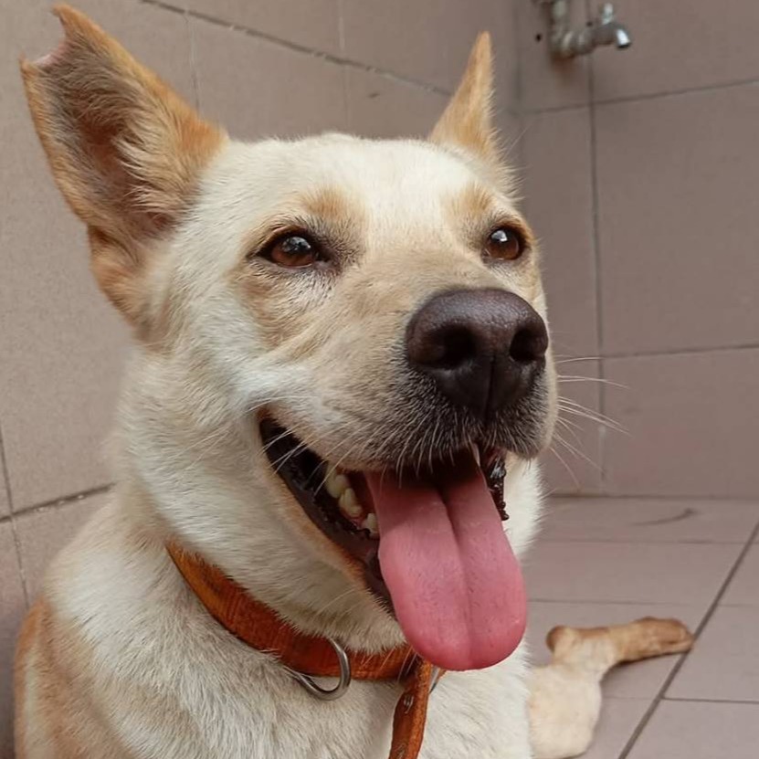 Photo of No. W140310-01, Adult · Female · Medium · Mixed breed
