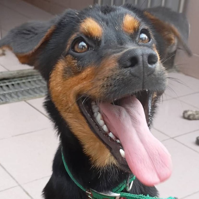 Photo of No. W140225-07, Adult · Female · Medium · Mixed breed