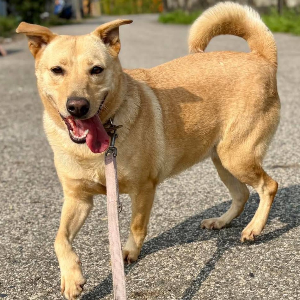 Photo of No. W131217-16, Adult · Female · Medium · Mixed breed