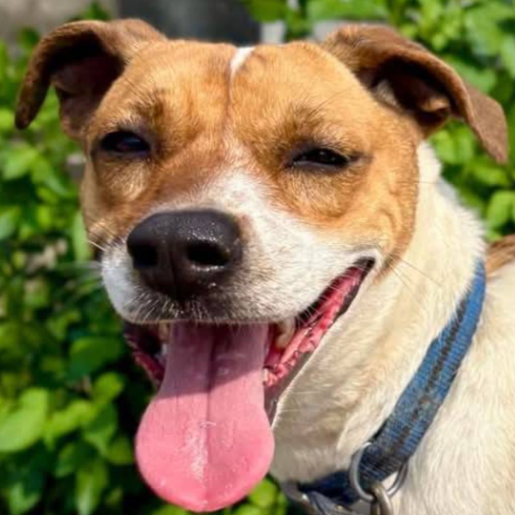 Photo of No. W130104-22, Adult · Female · Medium · Mixed breed