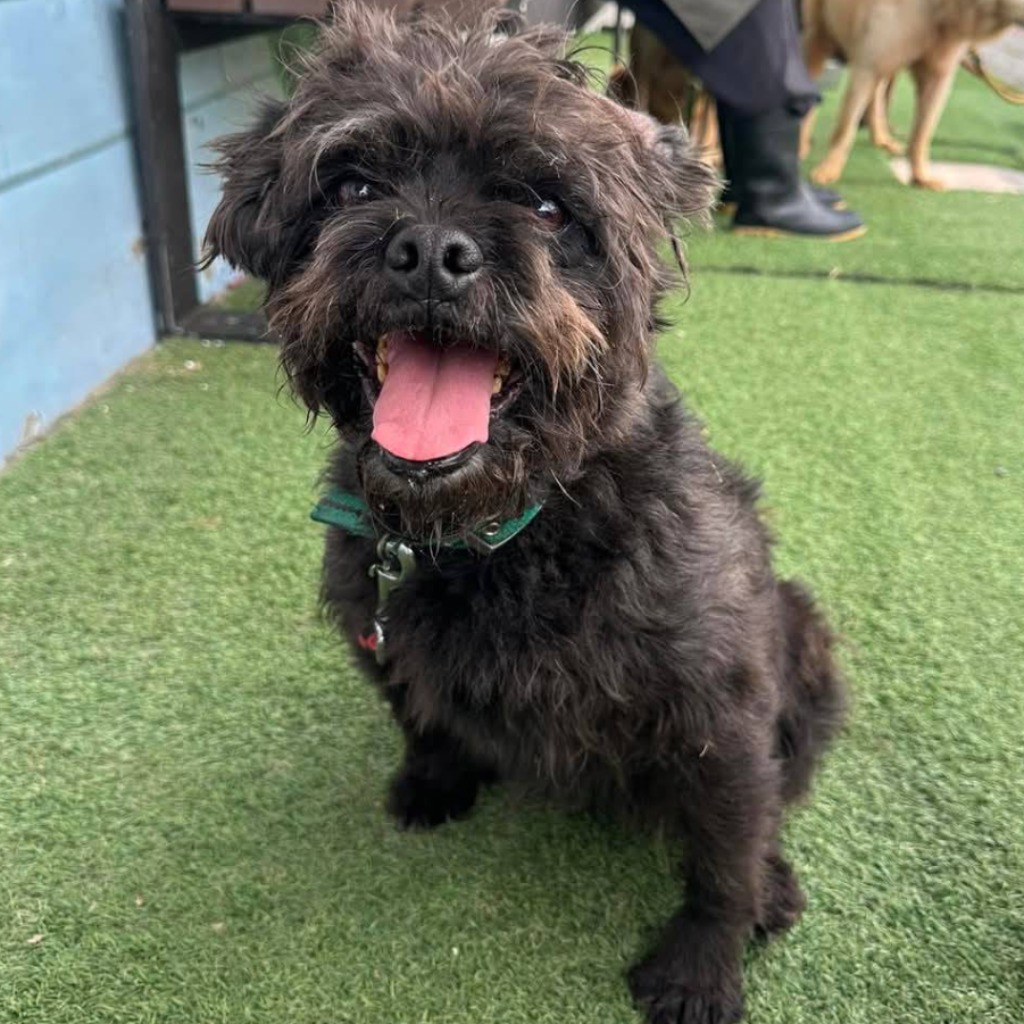 Photo of No. W140104-02, Adult · Male · Medium · Mixed breed