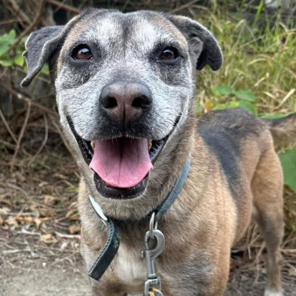 Photo of No. W081125-03, Adult · Female · Medium · Mixed breed