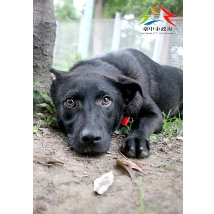 Photo of No. FAABG11404246004, Adult · Female · Large · Mixed breed