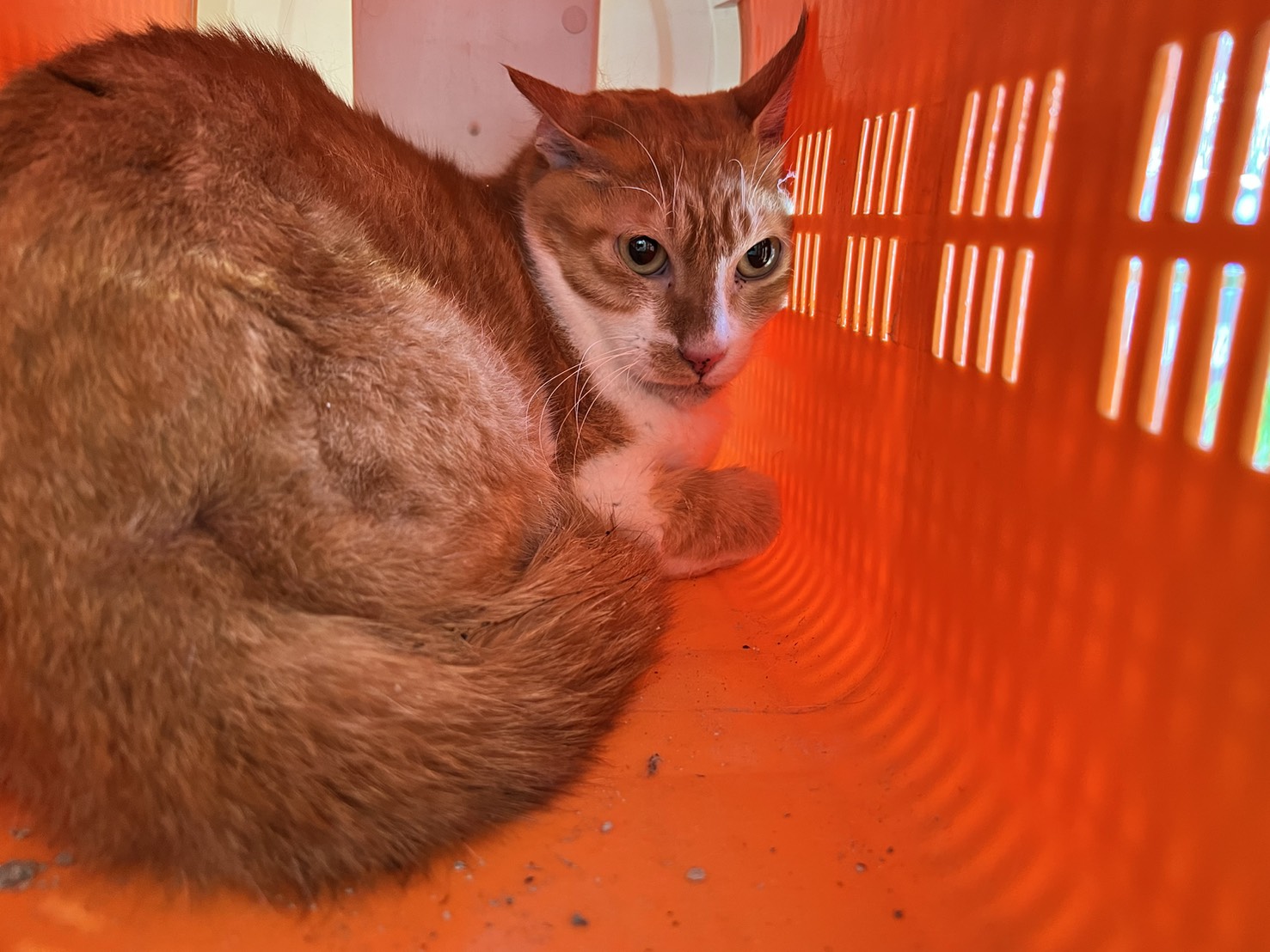 Photo of No. CAAAG1140429002, Adult · Male · Medium · Mixed breed