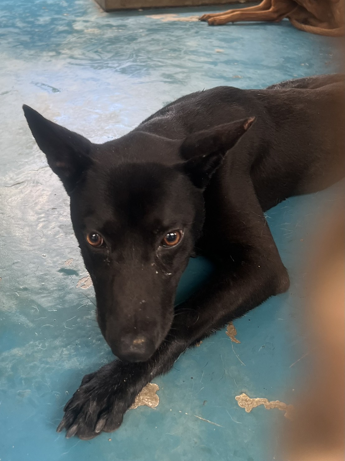 Black adult male mixed-breed dog, Large, shelter no. …9014