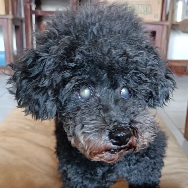Photo of No. AAACG1140423001, Adult · Female · Small · poodle