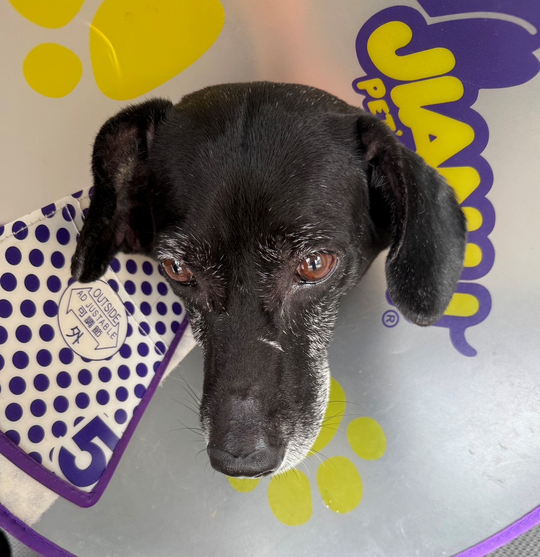 Black adult male mixed-breed dog, Medium, shelter no. …0002