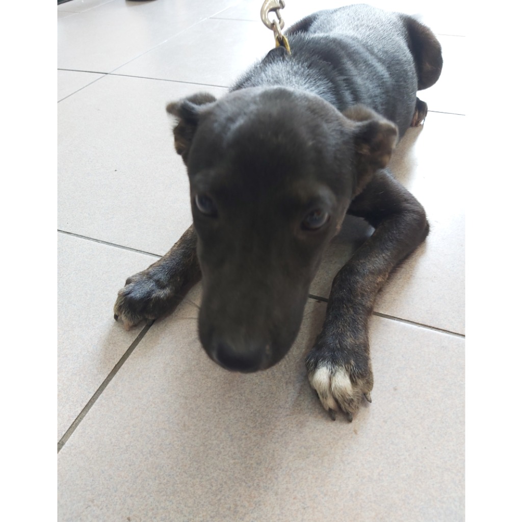 Photo of No. W140501-07, Adult · Female · Small · Mixed breed