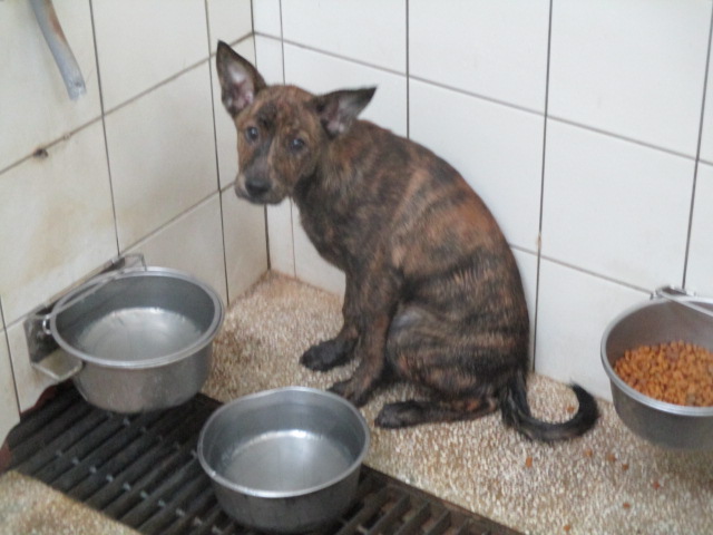 Photo of No. LAAAG1130417H2, Adult · Male · Medium · Mixed breed