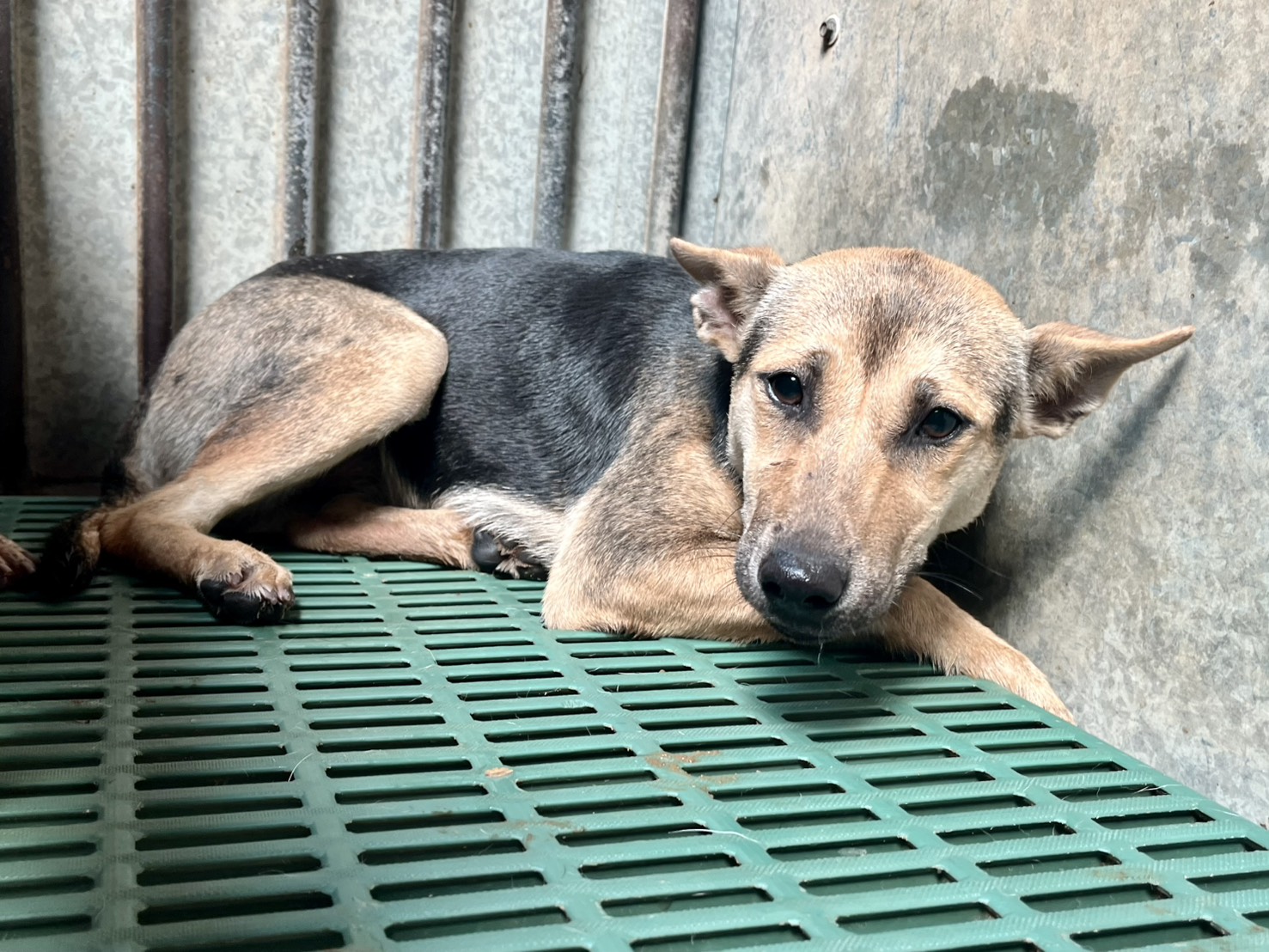 Photo of No. GAAAG1140502003, Adult · Female · Medium · Mixed breed