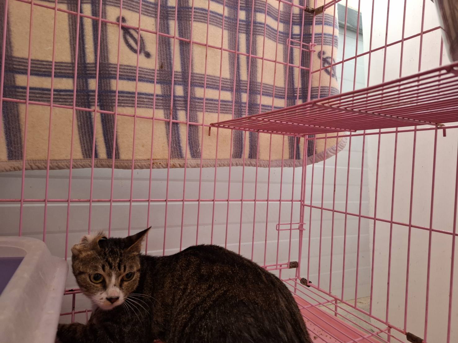 Photo of No. VAAAG114050301, Adult · Female · Small · Mixed breed