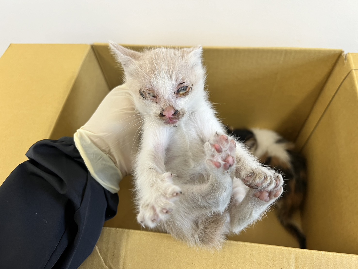 Photo of No. CAAAG1140504002, Young · Male · Small · Mixed breed