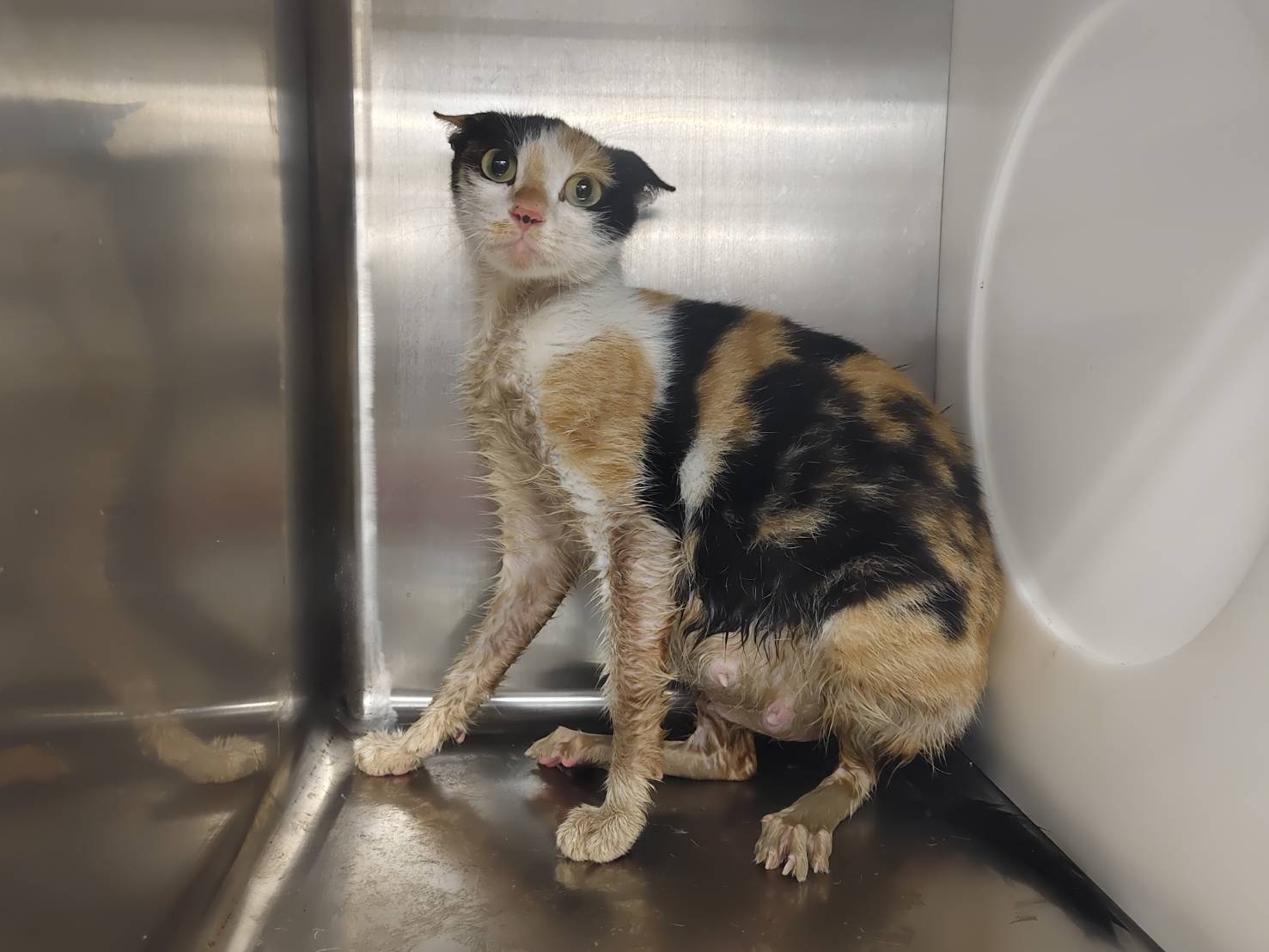 Photo of No. VAAAG114050504, Adult · Female · Medium · Mixed breed