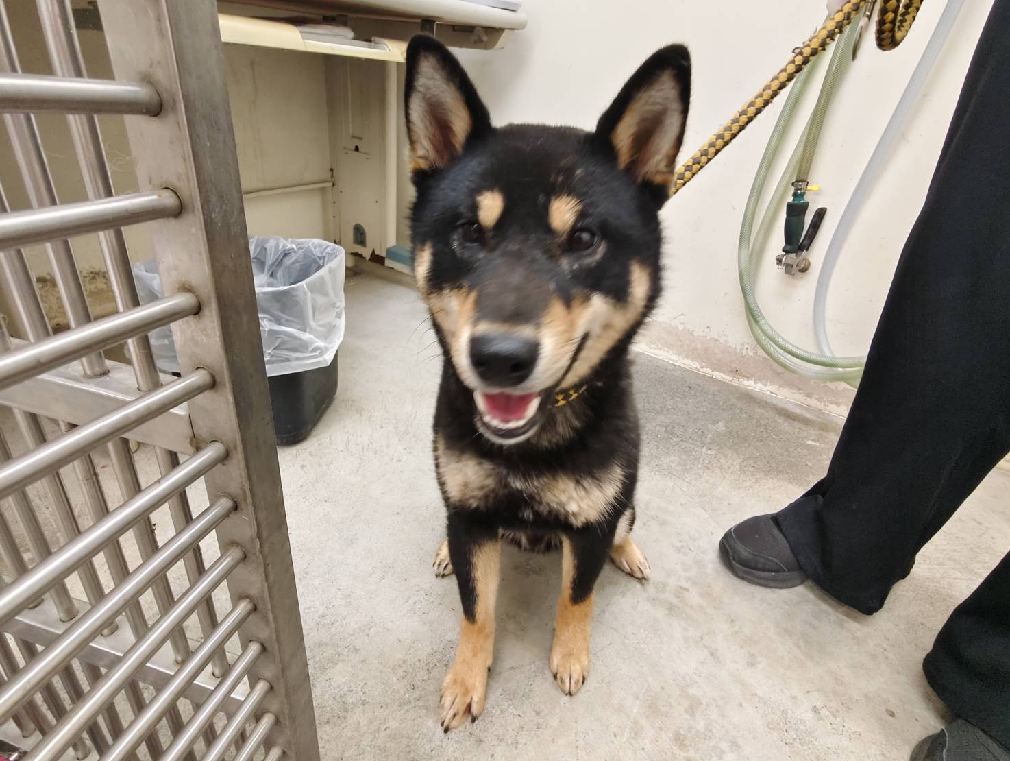 Photo of No. VAAAG114050507, Adult · Male · Medium · Mixed breed