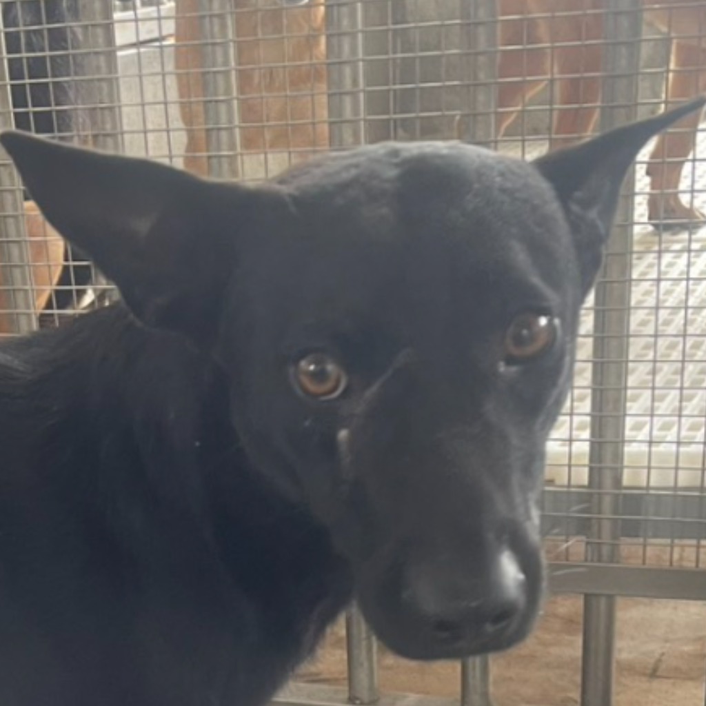Photo of No. PAAAG1140506001, Adult · Male · Large · Mixed breed