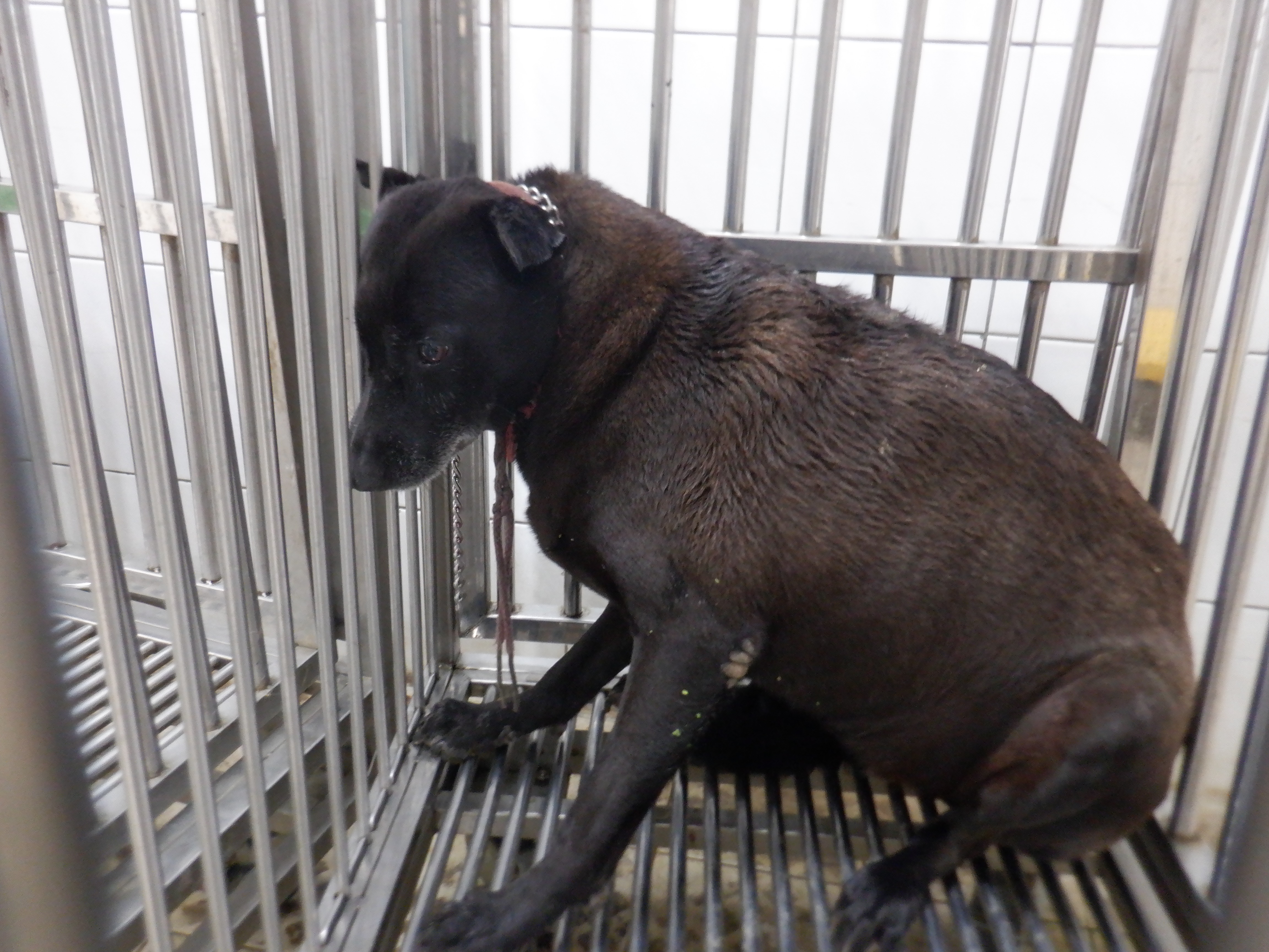 Photo of No. HAAAG1140507716, Adult · Female · Medium · Mixed breed