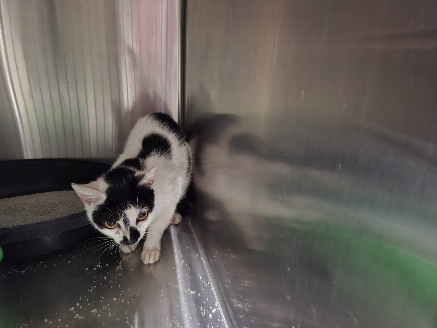 Black-and-white young female mixed-breed cat, Medium, shelter no. …1002