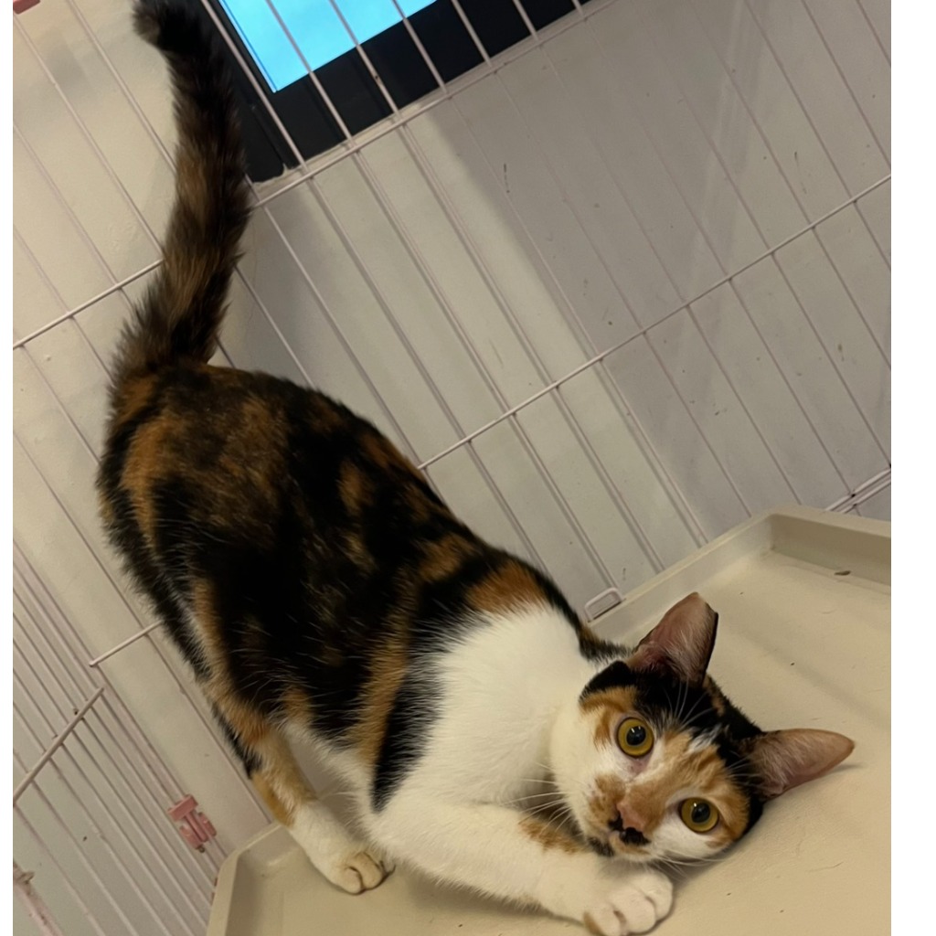 Photo of No. OAAAG1131014003, Adult · Female · Small · Mixed breed