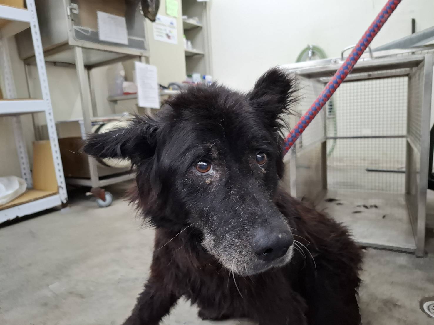 Photo of No. VAAAG114051102, Adult · Male · Medium · Mixed breed