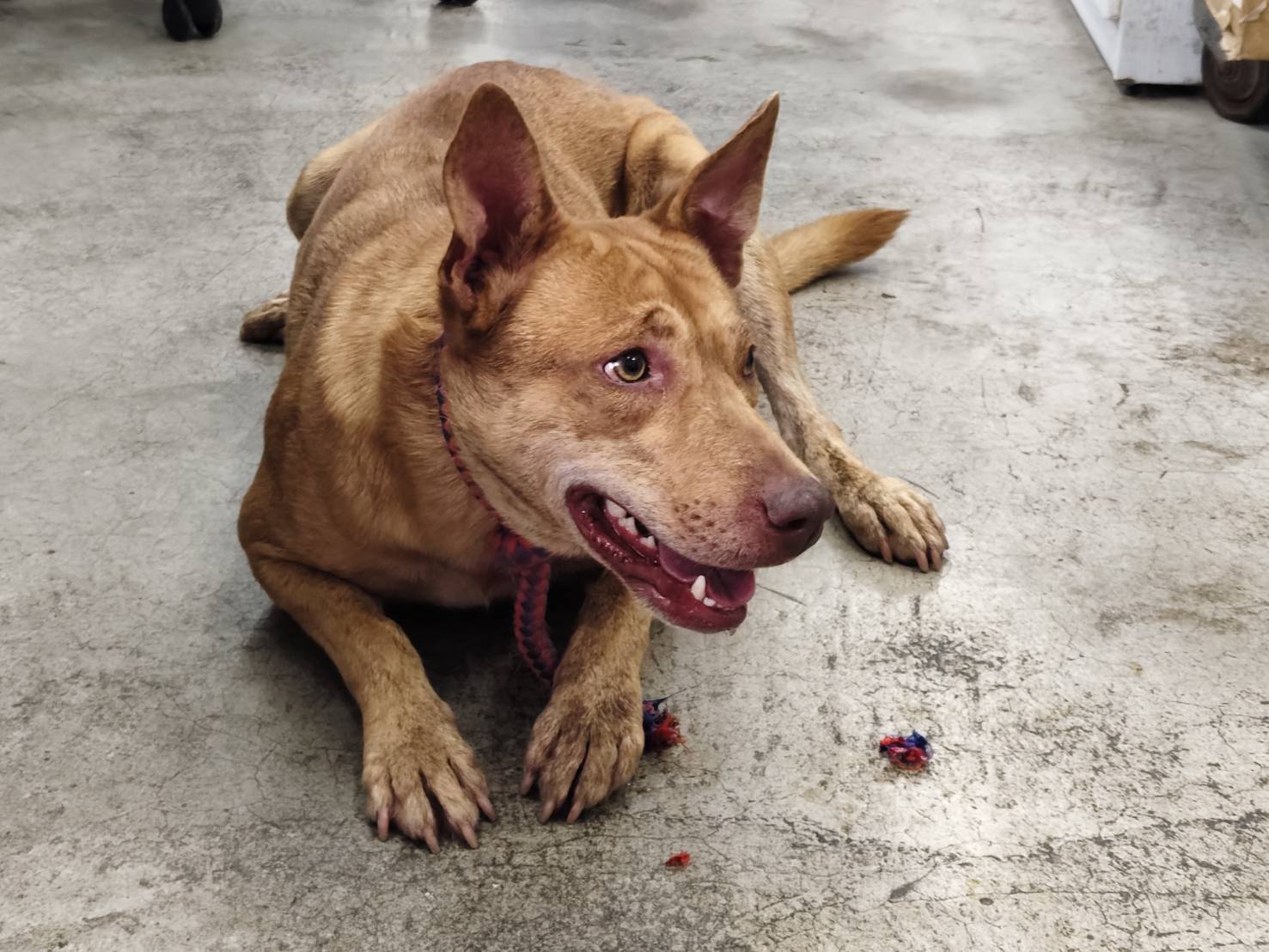 Photo of No. VAAAG114051215, Adult · Female · Medium · Mixed breed