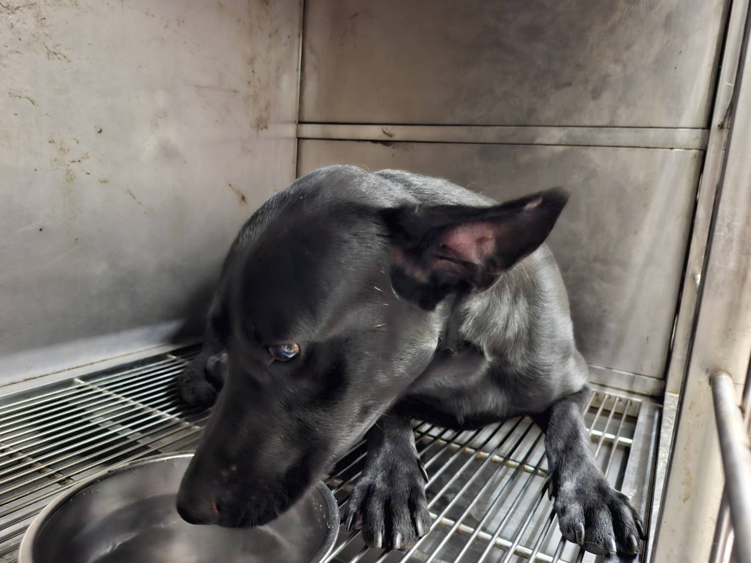 Photo of No. VAAAG114051406, Adult · Male · Medium · Mixed breed