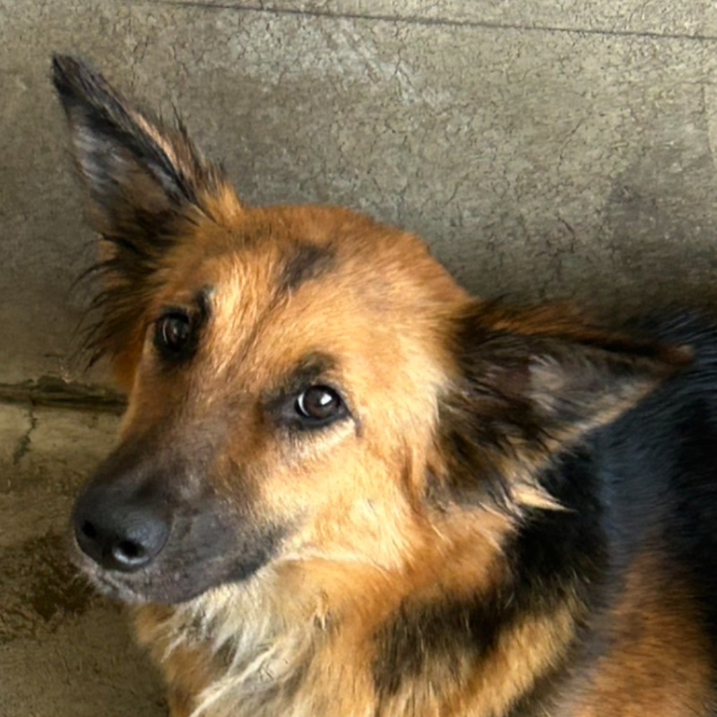 Photo of No. PAAAG1140509012, Adult · Female · Large · Mixed breed