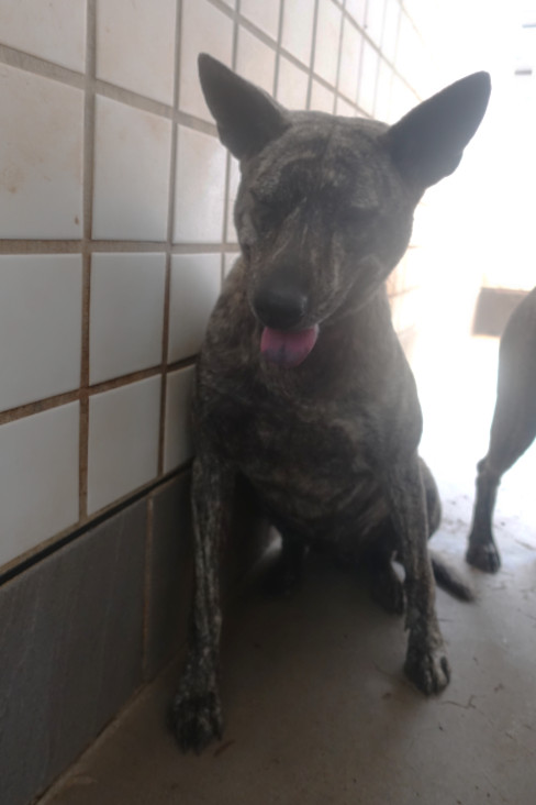 Photo of No. 1140807, Adult · Female · Large · Mixed breed