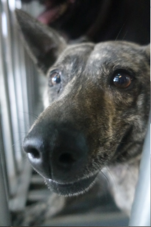 Photo of No. 1140808, Adult · Male · Medium · Mixed breed