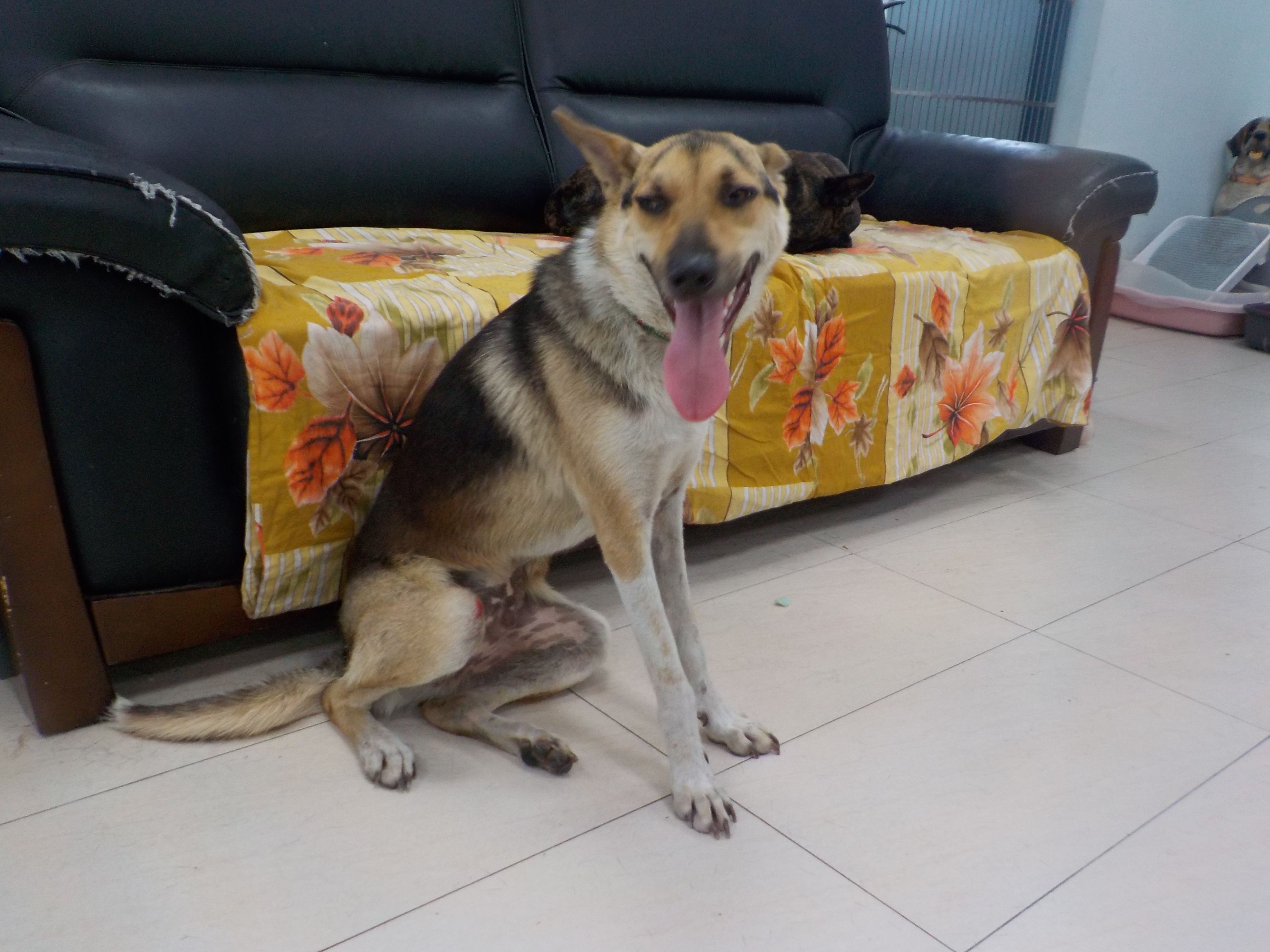 Calico adult male mixed-breed dog, Medium, shelter no. …6634