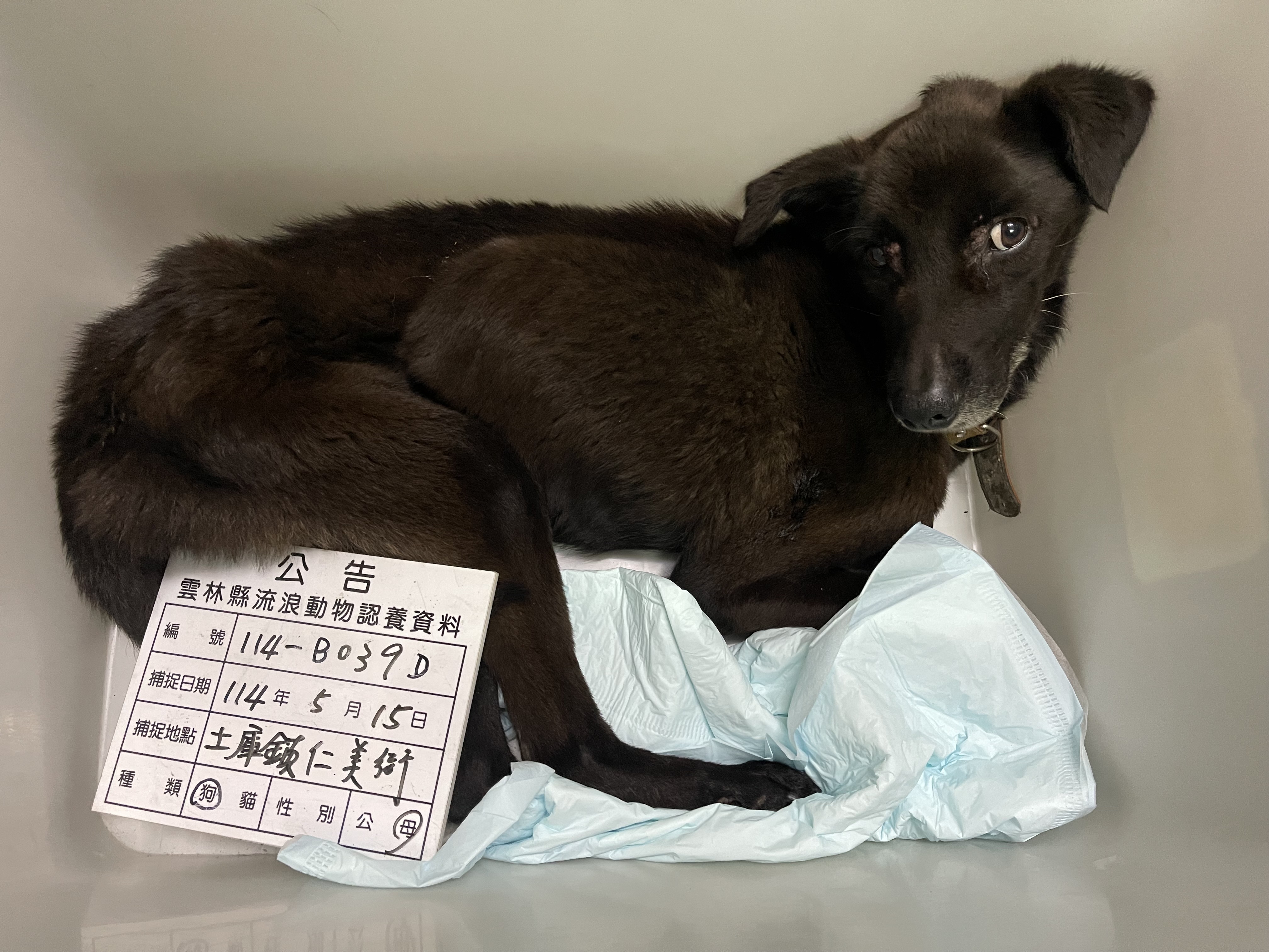 Photo of No. 114-B039D, Adult · Female · Large · Mixed breed