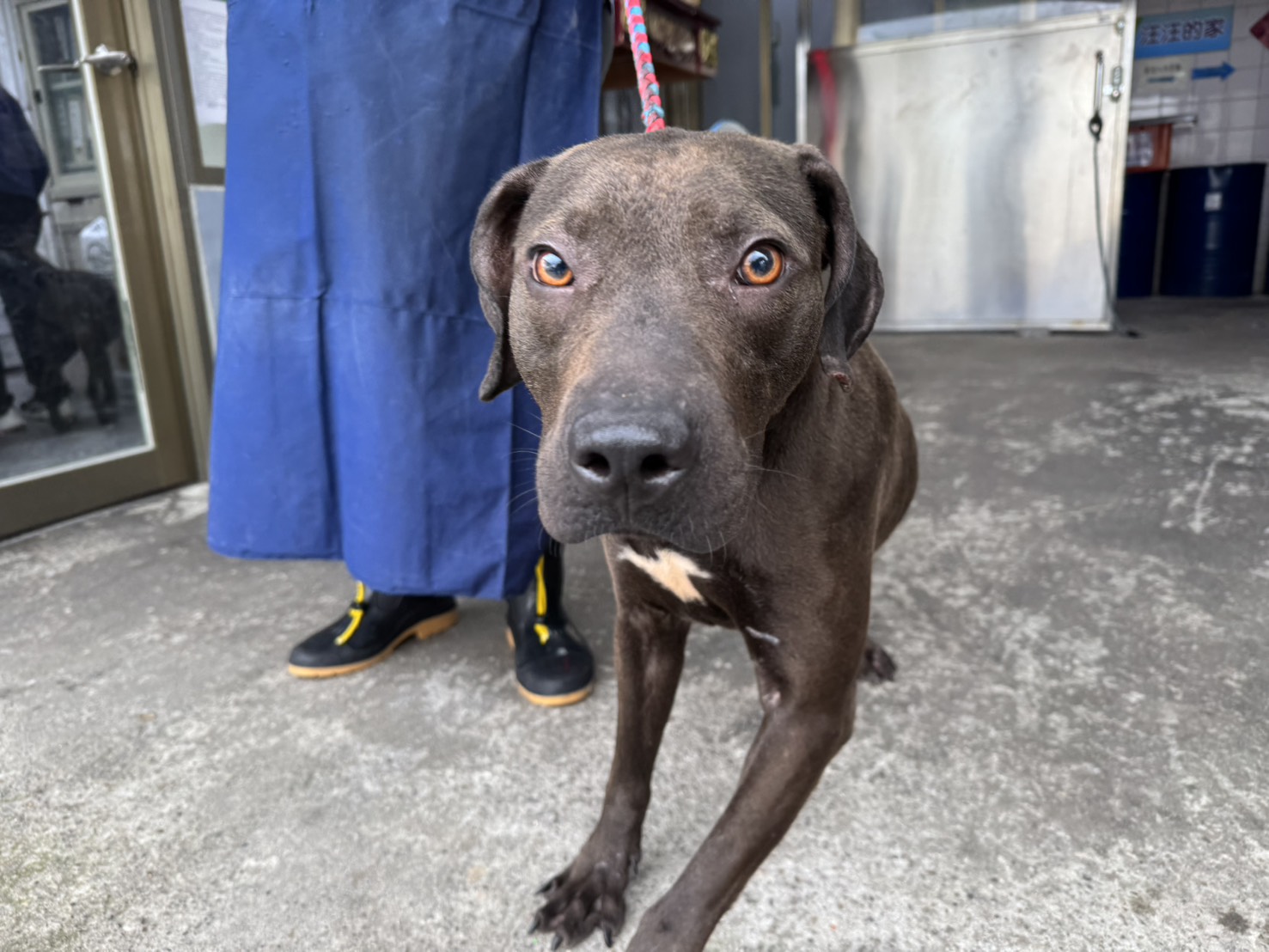 Photo of No. AAADG2025051901, Adult · Male · Medium · American Pit Bull Terrier