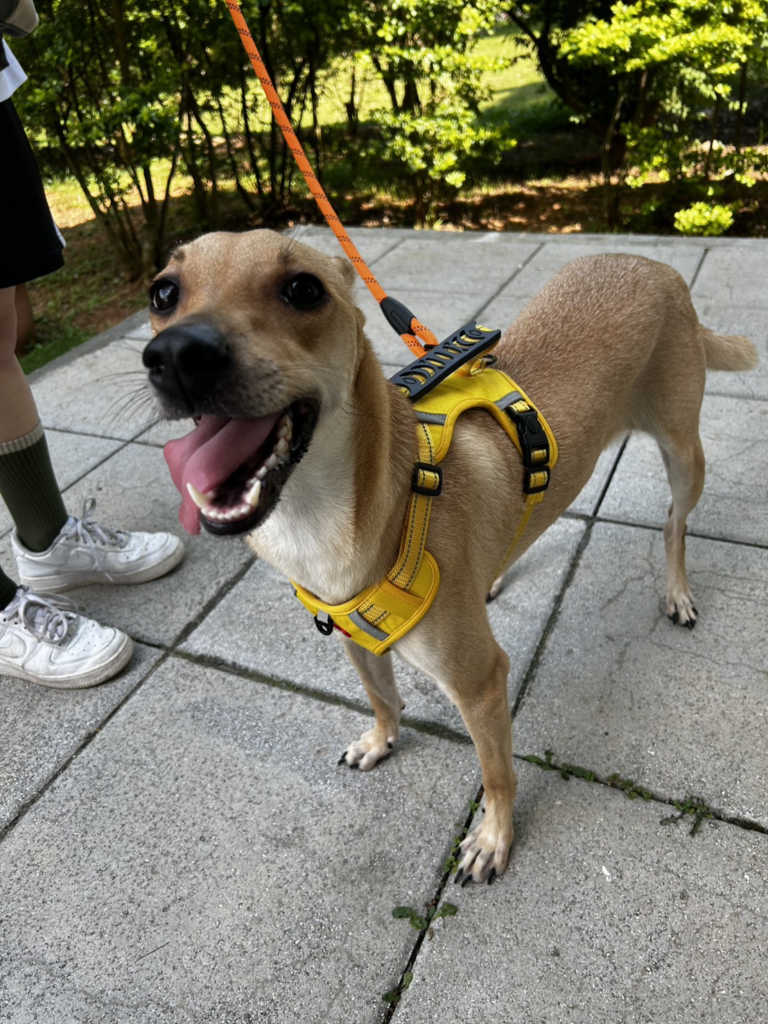 Photo of No. FAAAG11405170015, Adult · Female · Medium · Mixed breed