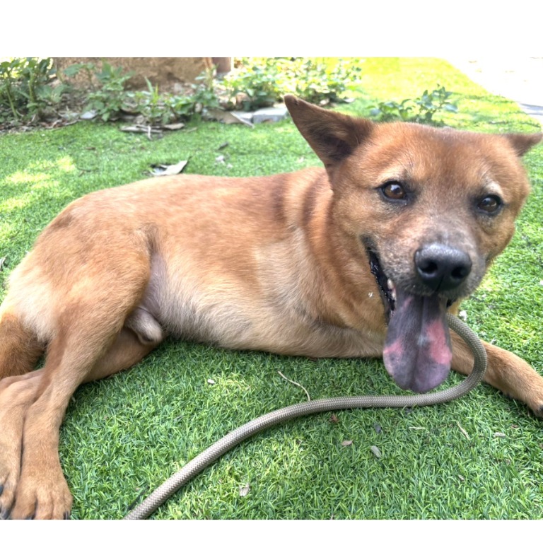 Photo of No. DAAAG1140211002, Adult · Male · Medium · Mixed breed