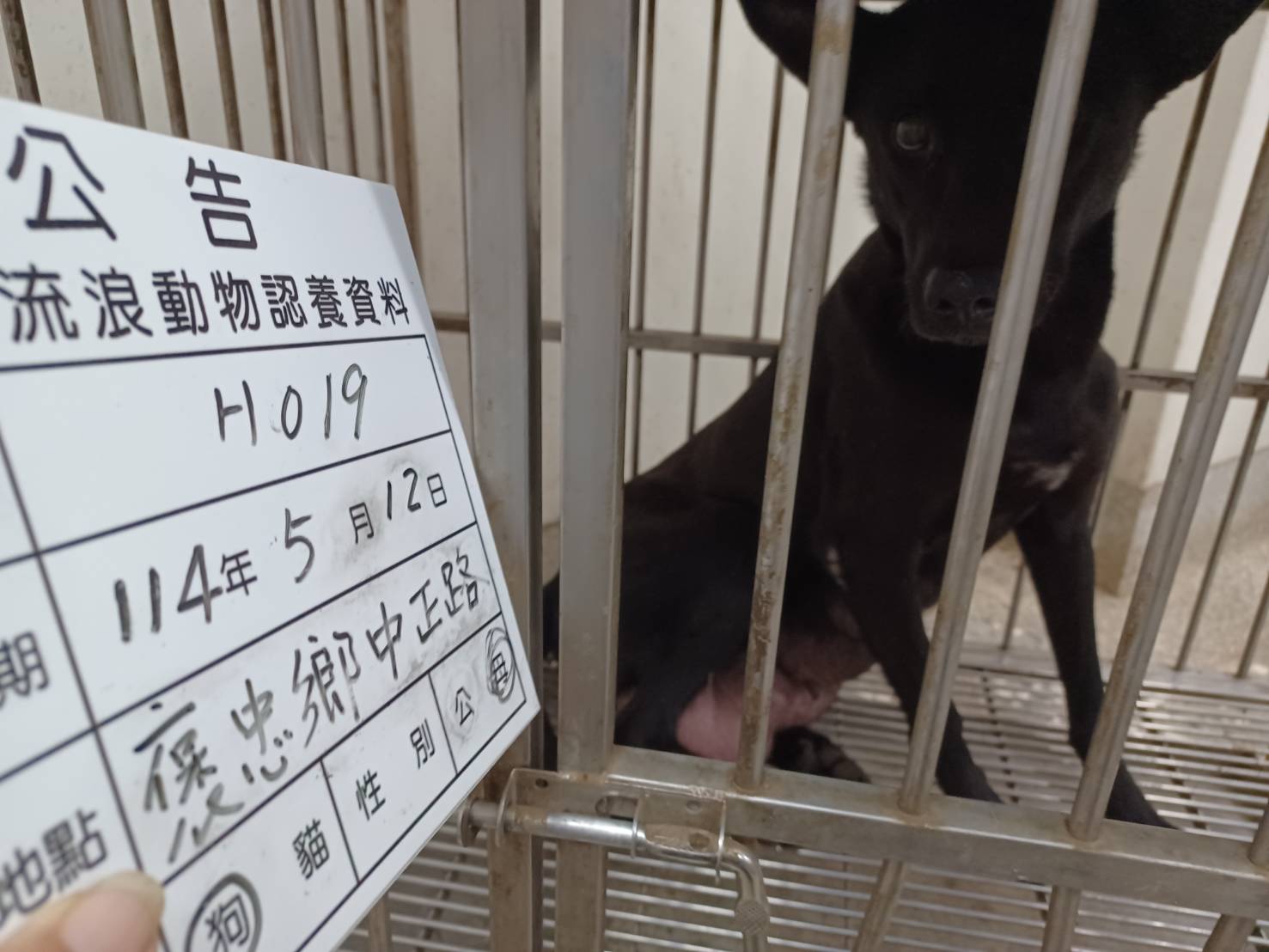 Photo of No. 114-H019D, Adult · Male · Large · Mixed breed