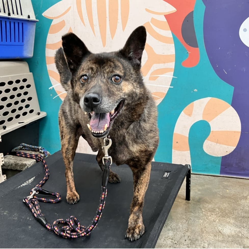 Photo of No. AAACG1090929002, Adult · Male · Medium · Mixed breed