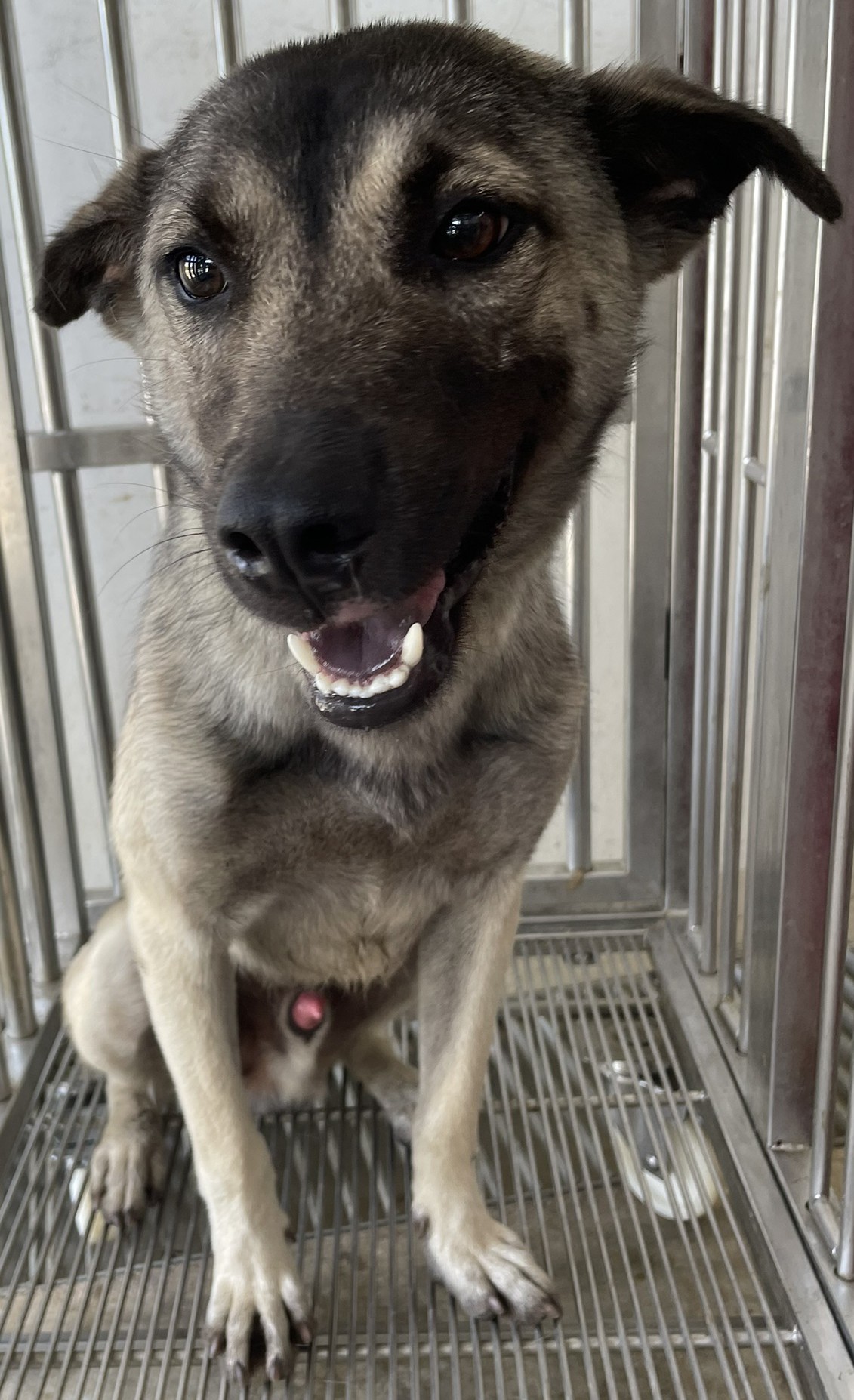 Photo of No. OAAAG1140523002, Adult · Male · Medium · Mixed breed