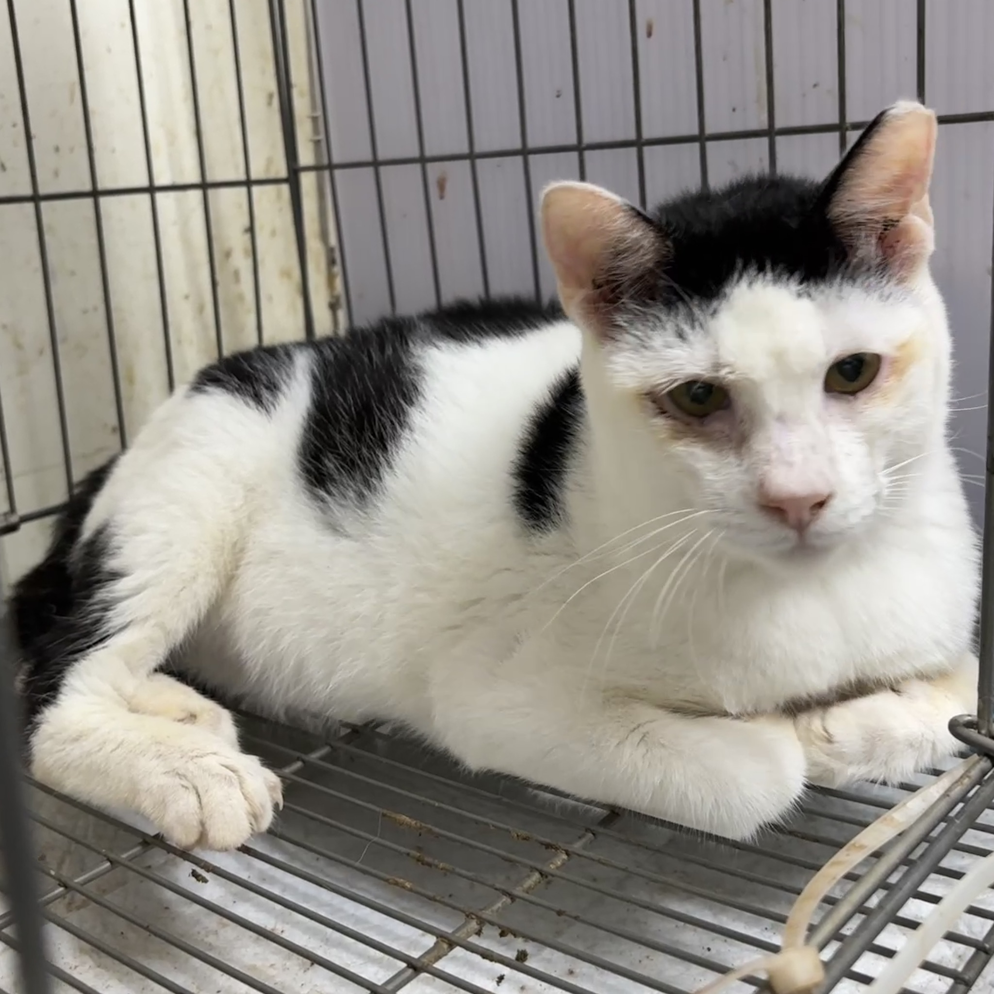 Photo of No. AAAHG1140525001, Adult · Male · Medium · Mixed breed